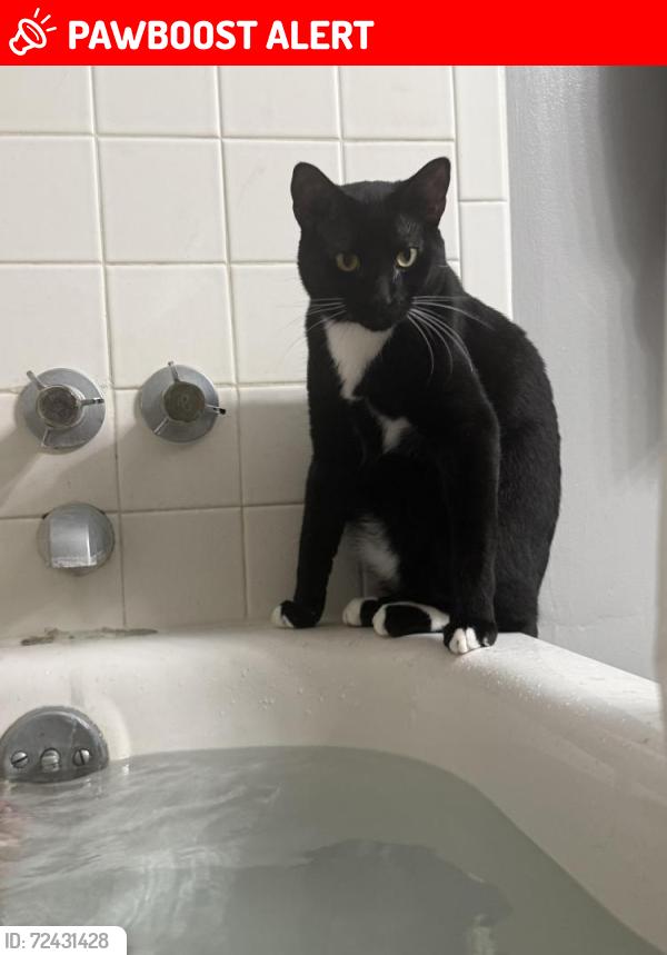 Lost Male Cat last seen Near s lakeshore blvd, Howey-in-the-Hills, FL 34737