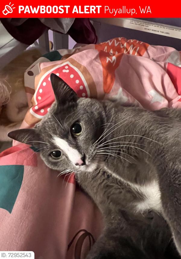 Lost Male Cat last seen 75th and 102nd, Puyallup, WA 98373