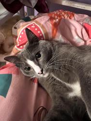 Lost Male Cat last seen 75th and 102nd, Puyallup, WA 98373
