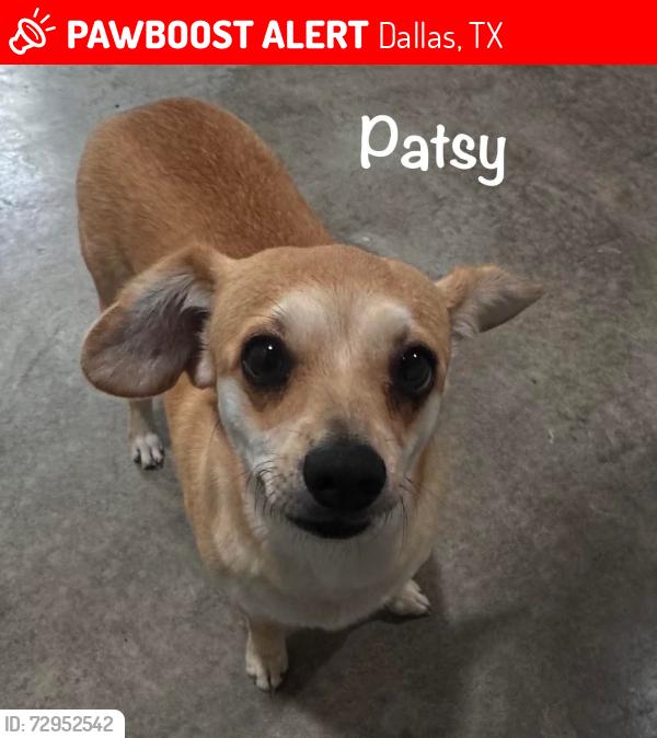 Lost Female Dog last seen Mockingbird/Brookriver/35 Stemmons, Dallas, TX 75247