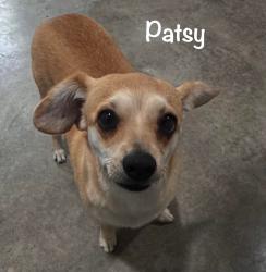 Lost Female Dog last seen Mockingbird/Brookriver/35 Stemmons, Dallas, TX 75247