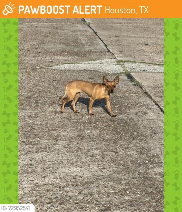 Found/Stray Unknown Dog last seen Bunny run West Gulfbank , Houston, TX 77037