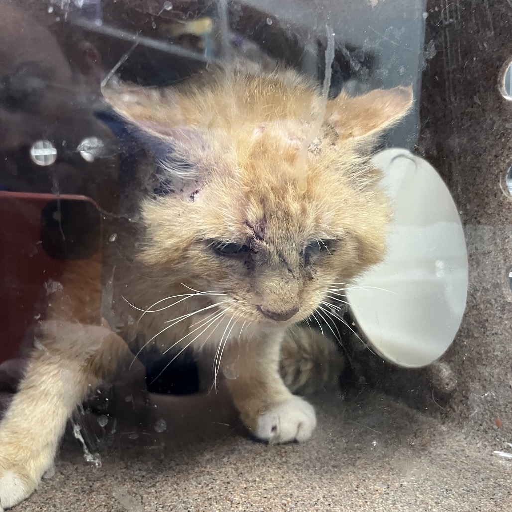 Shelter Stray Male Cat last seen , Greensboro, NC 27409