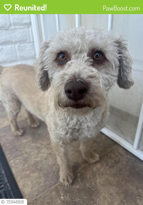 Reunited Female Dog last seen Ryderwood, Horizon City, TX 79928