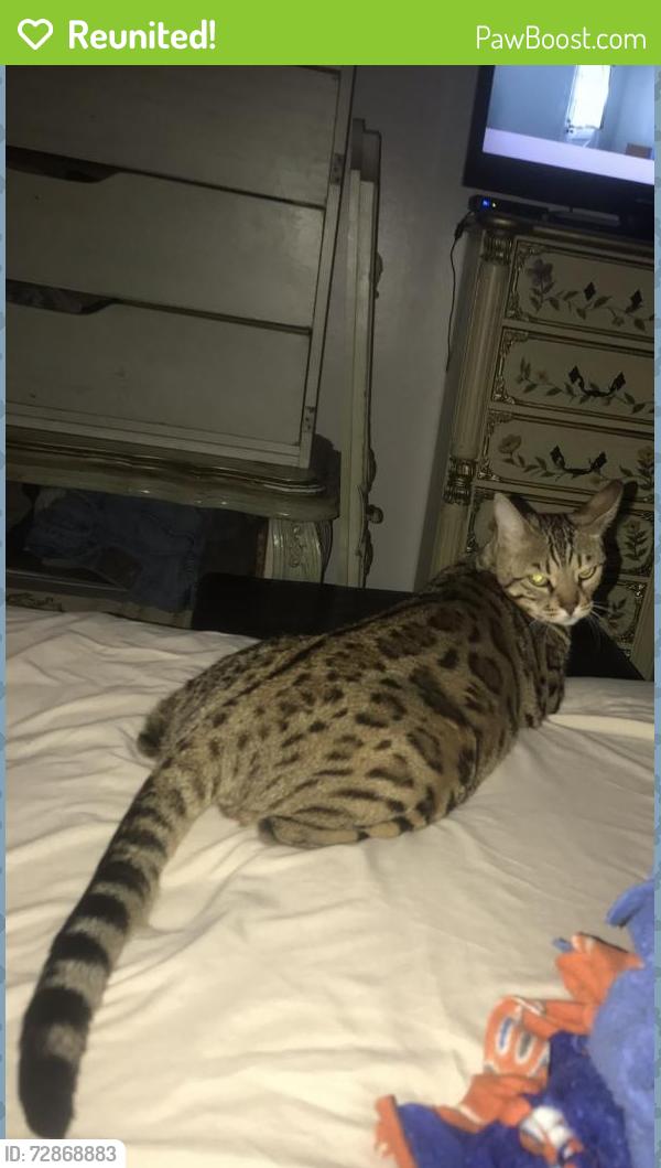 Reunited Female Cat last seen Crosstown and robinson roads, Peachtree City, GA 30269