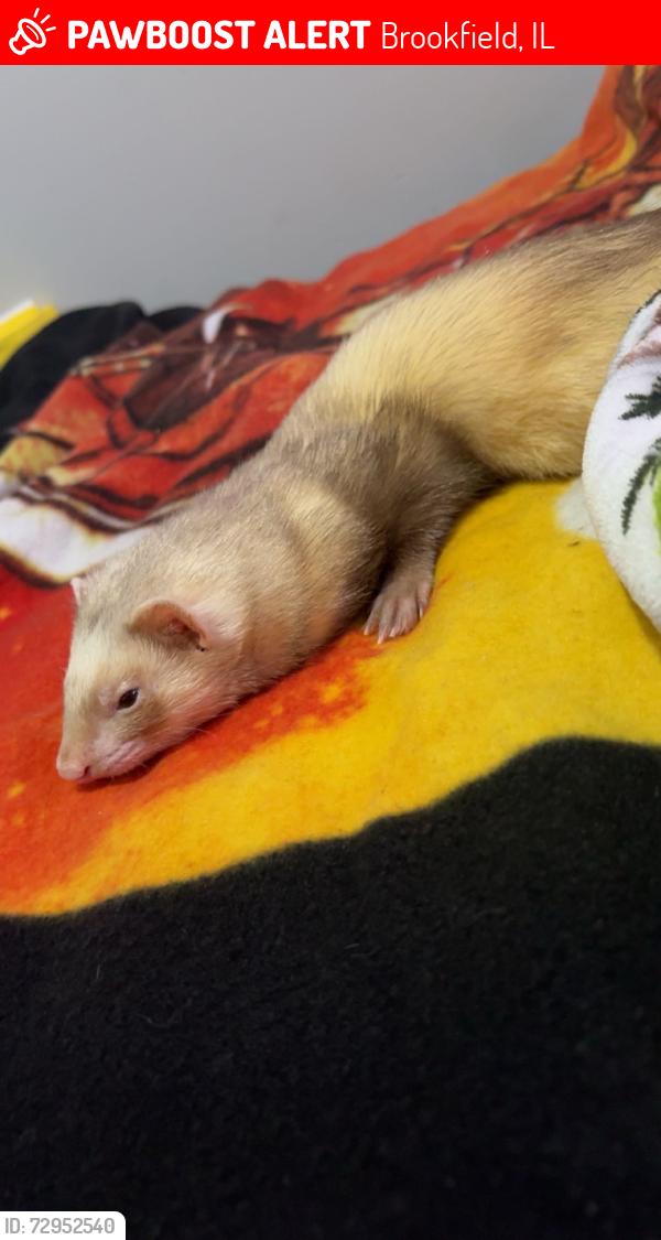 Lost Female Ferret last seen Brookfield IL, Brookfield, IL 60513