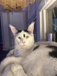 Lost Male Cat last seen 1st ave N /central ave-44th street behind funeral home, St. Petersburg, FL 33713
