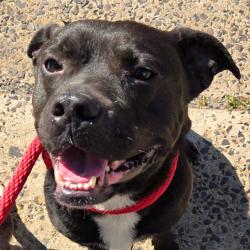 Shelter Stray Male Dog last seen , Philadelphia, PA 19140