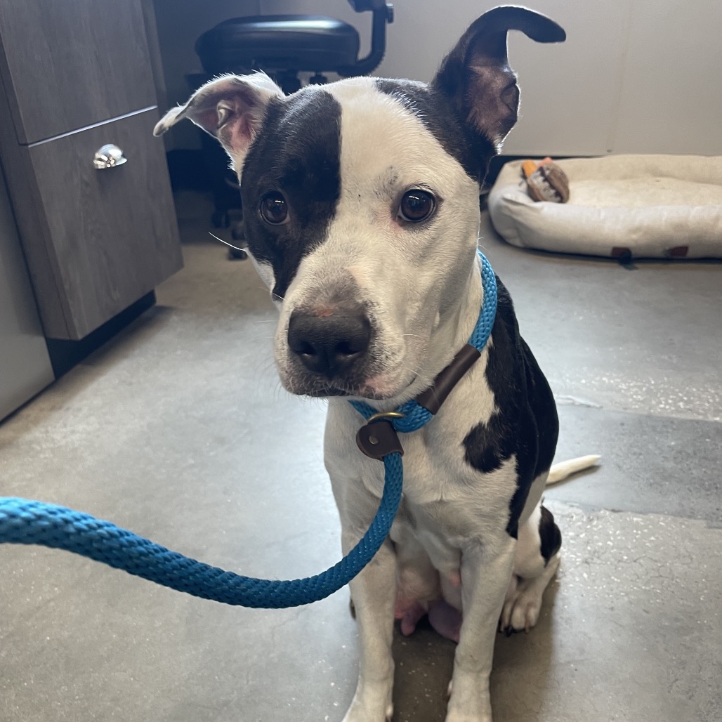 Shelter Stray Female Dog last seen , Tampa, FL 33607