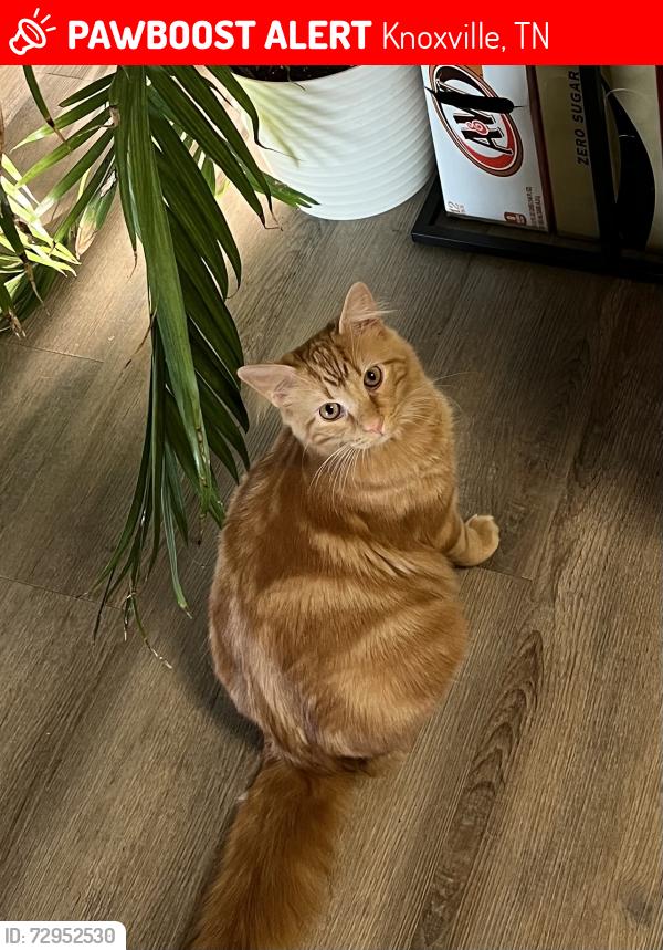 Lost Male Cat last seen Near Martin Luther King Jr Ave, Knoxville, TN 37914, Knoxville, TN 37914