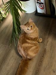 Lost Male Cat last seen Near Martin Luther King Jr Ave, Knoxville, TN 37914, Knoxville, TN 37914