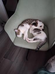 Lost Male Cat last seen Barstow rd and pioneer, Barstow, CA 92311