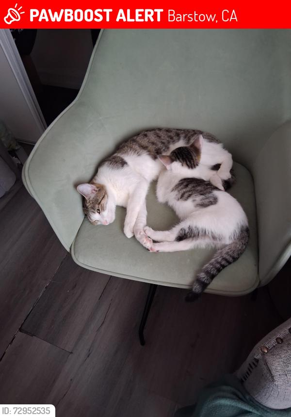 Lost Male Cat last seen Barstow rd and pioneer, Barstow, CA 92311