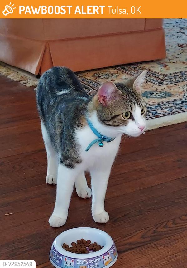 Found/Stray Unknown Cat last seen 26th and Peoria, tulsa, ok, Tulsa, OK 74114