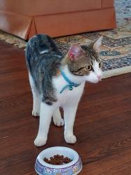 Found/Stray Unknown Cat last seen 26th and Peoria, tulsa, ok, Tulsa, OK 74114