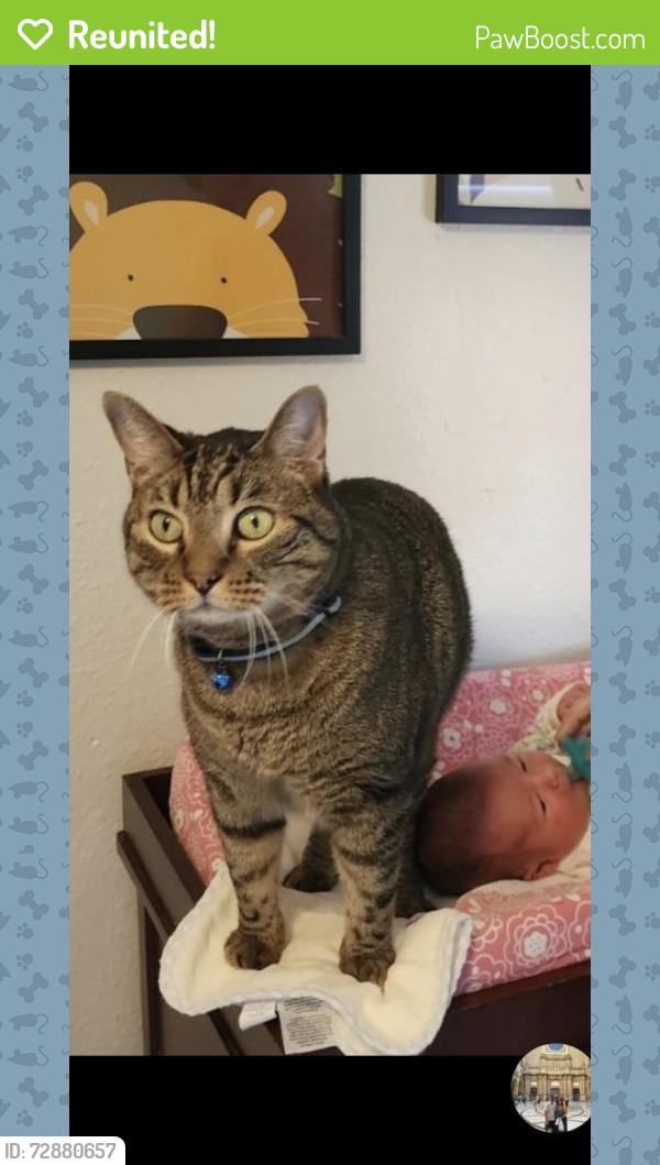 Reunited Male Cat last seen Lakeview Drive between Bald Eagle and Candelight , Canyon Lake, TX 78133
