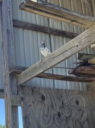 Found/Stray Unknown Bird last seen Old Cholchester Rd, Lorton, VA 22079