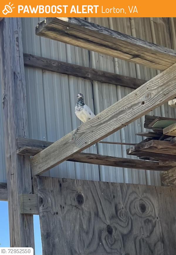 Found/Stray Unknown Bird last seen Old Cholchester Rd, Lorton, VA 22079