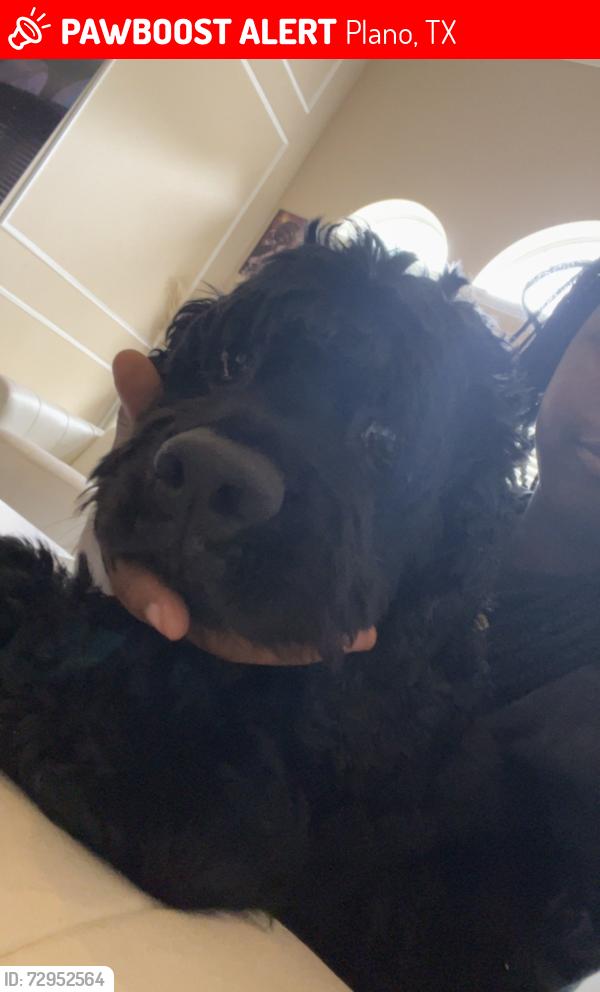 Lost Male Dog last seen ?, Plano, TX 75093