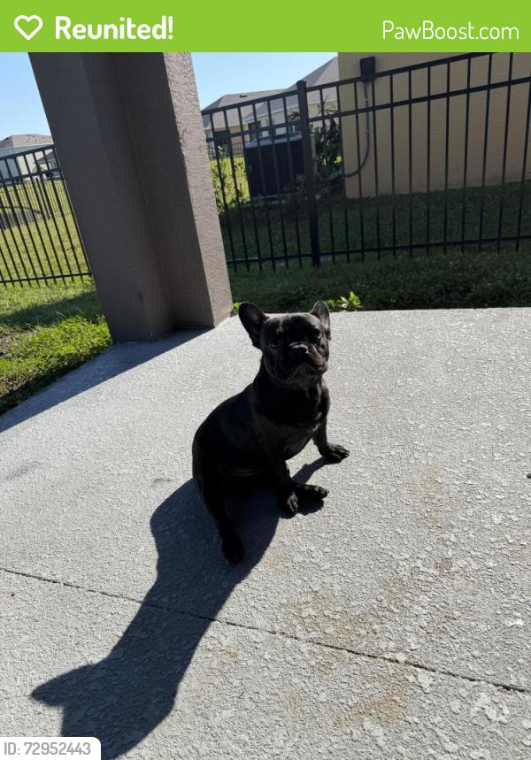 Reunited Male Dog last seen Trinity , Rockledge, FL 32955