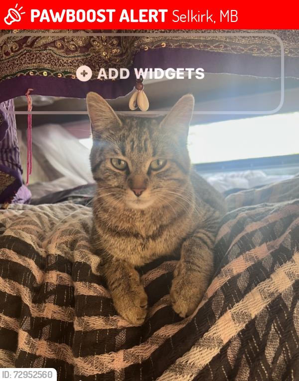 Lost Female Cat last seen clandeboye ave , Selkirk, MB 