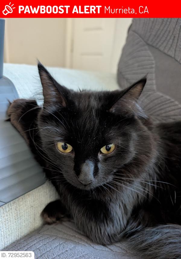 Lost Male Cat last seen Mapleton Ave, Murrieta, CA 92563