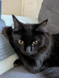 Lost Male Cat last seen Mapleton Ave, Murrieta, CA 92563
