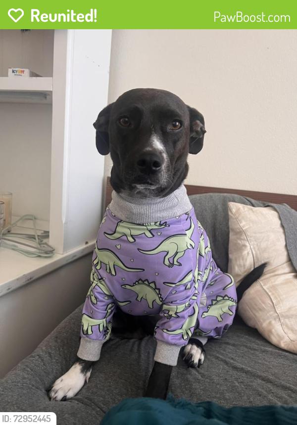 Reunited Female Dog last seen Santa Ana Blvd / Pacific , Santa Ana, CA 92703