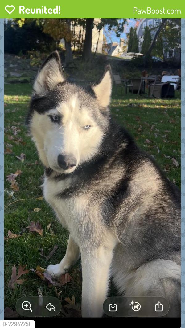 Reunited Female Dog last seen Van Cortlandt Park Ave and Park Hill Road, Yonkers, NY 10705