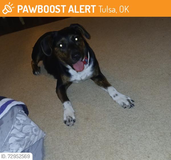 Found/Stray Female Dog last seen 11th & Harvard, Tulsa, OK 74119
