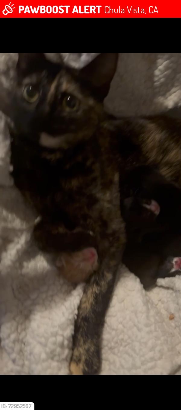 Lost Female Cat last seen melrose , Chula Vista, CA 91911