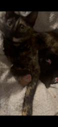 Lost Female Cat last seen melrose , Chula Vista, CA 91911