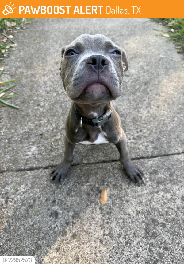 Found/Stray Male Dog last seen Near cotillion drive, Dallas, TX 75228