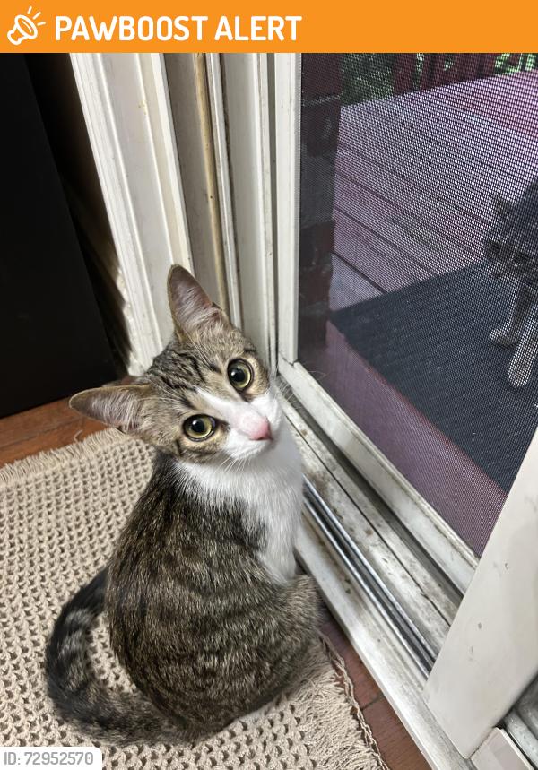 Found/Stray Male Cat last seen Cawthra and lakeshore, Mississauga, ON L5G 0B6
