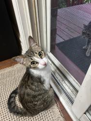 Found/Stray Male Cat last seen Cawthra and lakeshore , Mississauga, ON L5G 0B6