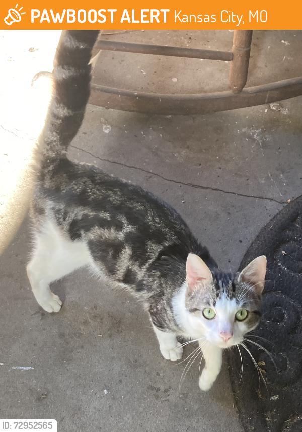Found/Stray Unknown Cat last seen Near Virginia Avenue , Kansas City, MO 64109