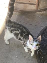 Found/Stray Unknown Cat last seen Near Virginia Avenue , Kansas City, MO 64109