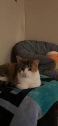 Lost Female Cat last seen Rockwells Red Lion restaurant , Elizabeth, PA 15037