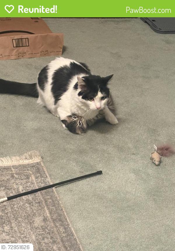 Reunited Male Cat last seen Highland Ave/ Baldwin , Sierra Madre, CA 91024