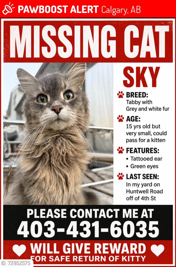 Lost Female Cat last seen Huntington Hills area. In my yard on Huntwell RD NE right off of 4th ST, Calgary, AB 