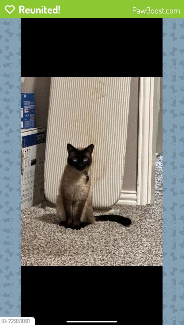 Reunited Male Cat last seen Near Alexandria Dr, Frisco, TX 75035, USA, Frisco, TX 75035