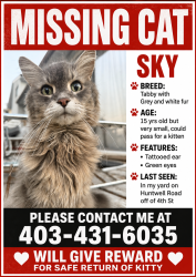 Lost Female Cat last seen Huntington Hills area. In my yard on Huntwell RD NE right off of 4th ST, Calgary, AB 