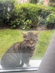Found/Stray Unknown Cat last seen Abraham moss , Greater Manchester, England M8