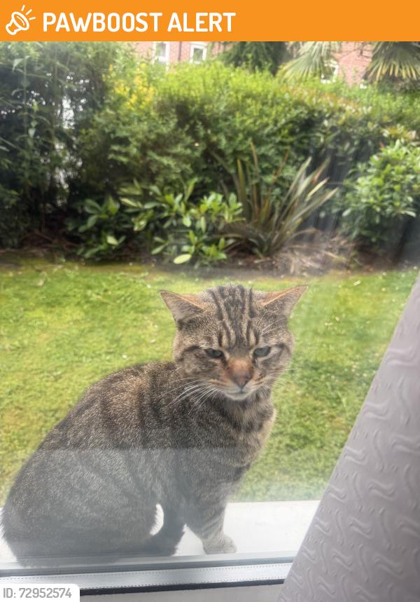 Found/Stray Unknown Cat last seen Abraham moss , Greater Manchester, England M8