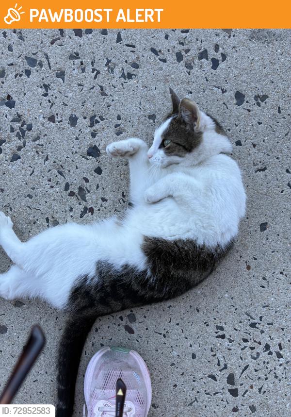 Found/Stray Unknown Cat last seen CVS warminister pa, Warminster, England BA12