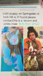 Lost Male Dog last seen Dave Lyle , Rock Hill, SC 29730