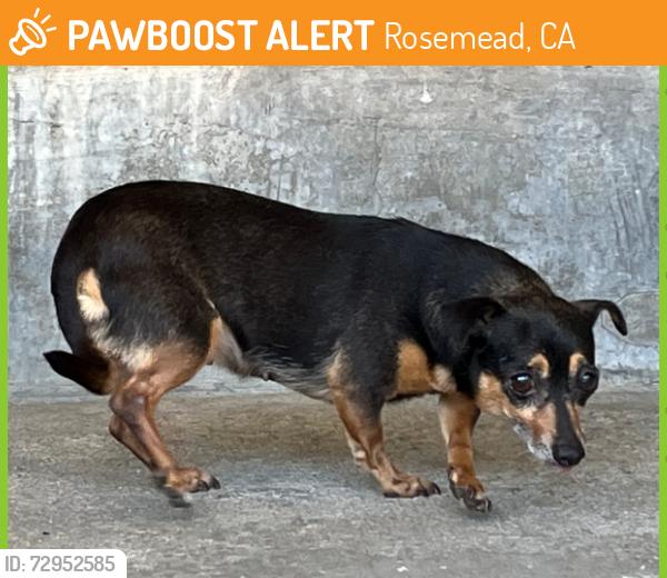 Found/Stray Unknown Dog last seen Artson St. , Rosemead, CA 91770