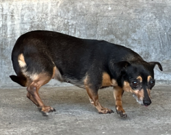 Found/Stray Unknown Dog last seen Artson St. , Rosemead, CA 91770