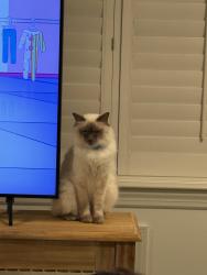 Lost Male Cat last seen Oakridge Road & Stocker Road, Verona, NJ 07044