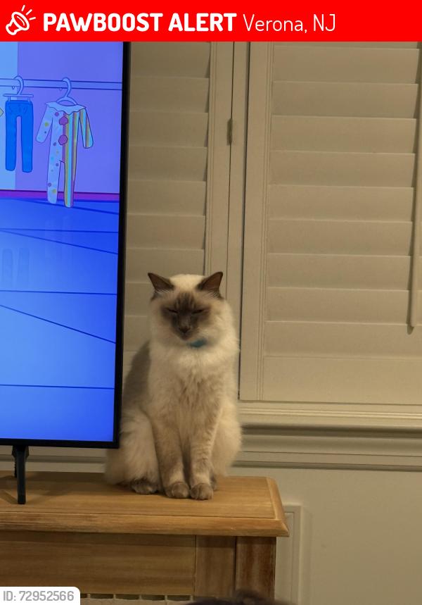 Lost Male Cat last seen Oakridge Road & Stocker Road, Verona, NJ 07044